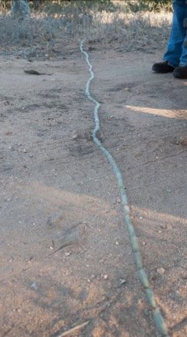 南非136只毛毛虫首尾相连横穿公路(图)