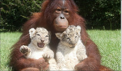 美动物园红毛猩猩收养小白狮当上妈妈(图)
