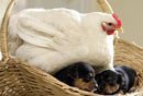 美动物园红毛猩猩收养小白狮当上妈妈(图)