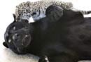 美动物园红毛猩猩收养小白狮当上妈妈(图)